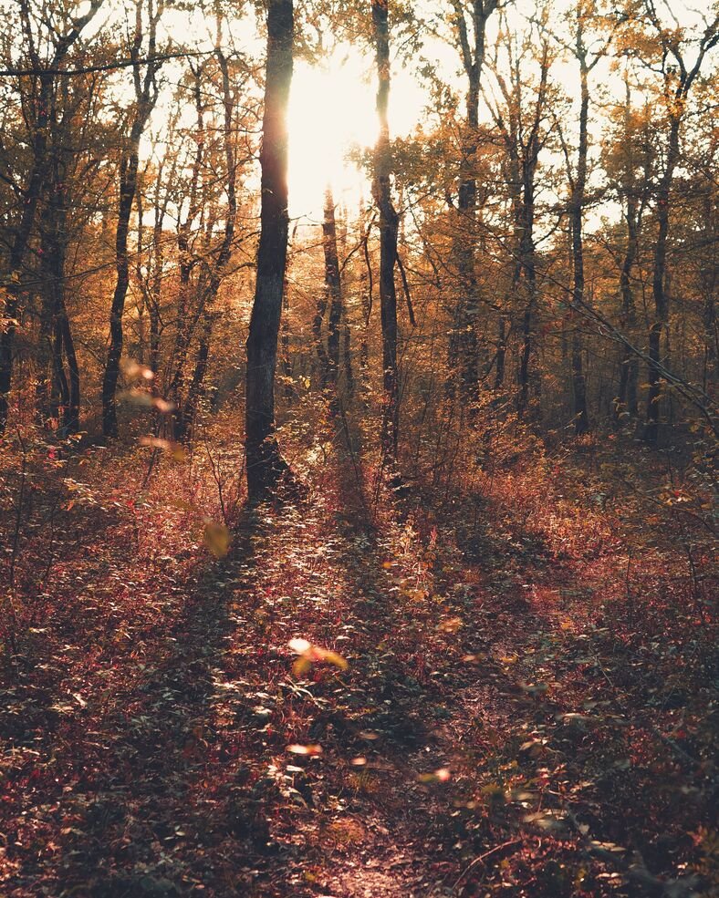 Bosco autunnale sacro - spiritualità e connessione con la natura